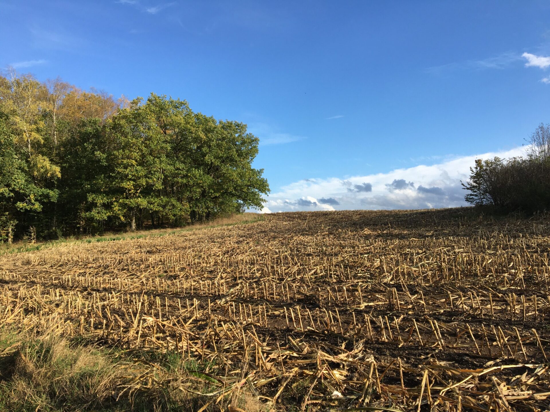 202304-alacarte-field